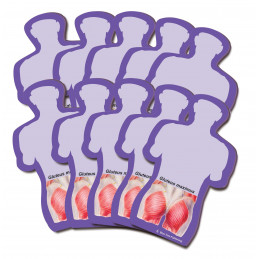 Gluteus Maximus Stick Notes 10 pack