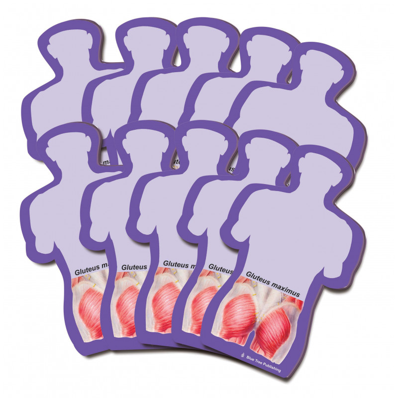 Gluteus Maximus Stick Notes 10 pack