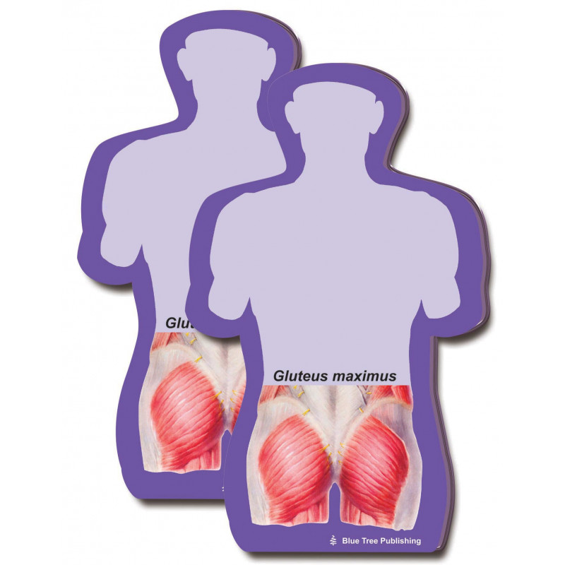 Gluteus Maximus Sticky Notes 2 pack