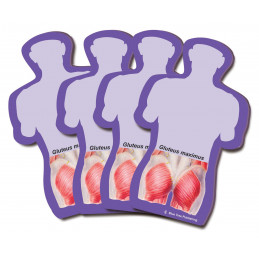 Gluteus Maximus Sticky Notes 4 pack