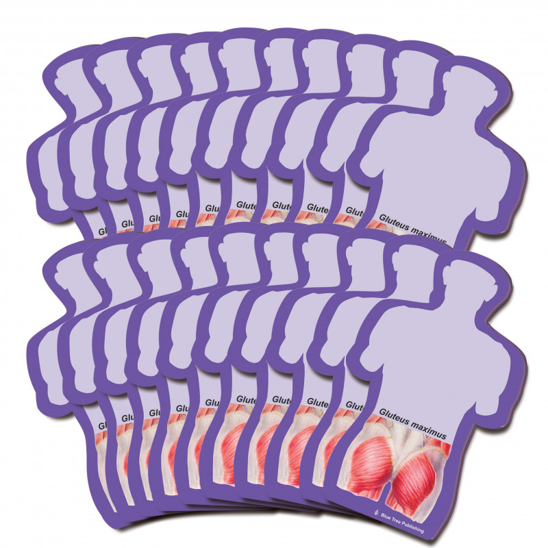 Gluteus Maximus Sticky Notes 20 pack