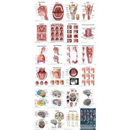 SLP Anatomy Large Flip Charts with QR Codes