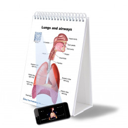 SLP Anatomy Large Flip Charts with QR Codes