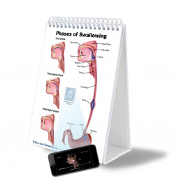 SLP Anatomy Large Flip Charts with QR Codes