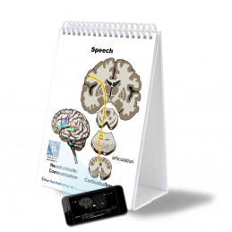 SLP Anatomy Large Flip Charts with QR Codes