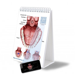SLP Anatomy Large Flip Charts with QR Codes