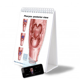 SLP Anatomy Large Flip Charts with QR Codes