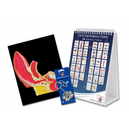 Dog and Cat Veterinary Anatomy Flip Charts, Anatomy & Physiology Canine and Feline Workbook -38 Pages - A4 Size Desk