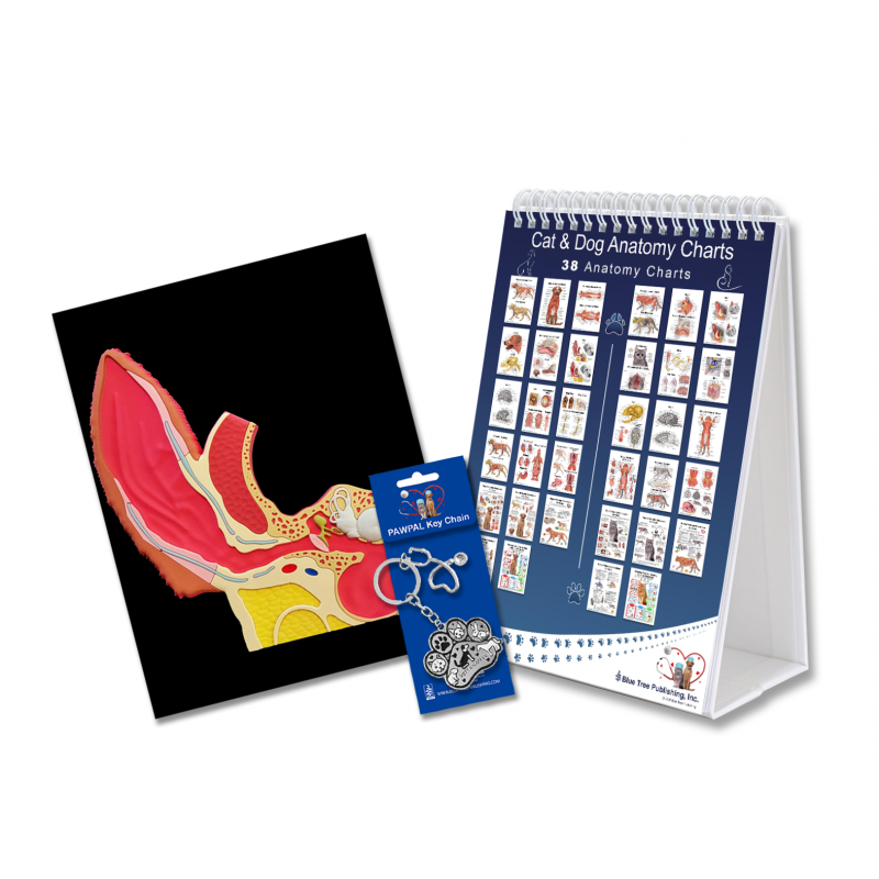 Dog and Cat Veterinary Anatomy Flip Charts, Anatomy & Physiology Canine and Feline Workbook -38 Pages - A4 Size Desk