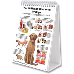 Dog and Cat Veterinary Anatomy A4 Flip Charts, Anatomy & Veterinary Physiology Feline Canine