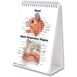 Dog and Cat Veterinary Anatomy A4 Flip Charts, Anatomy & Veterinary Physiology Feline Canine