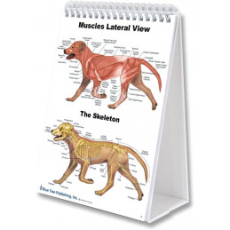 Dog and Cat Veterinary Anatomy A4 Flip Charts, Anatomy & Veterinary Physiology Feline Canine
