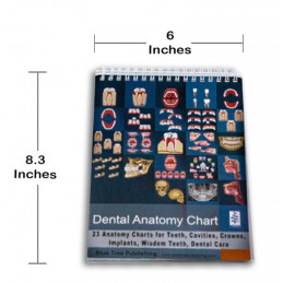 Dental Anatomy Flip Charts