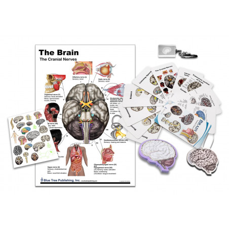 Brain Education Gift Box
