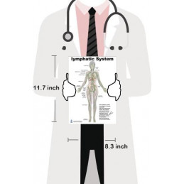 Lymphatic System Anatomical Chart – Human Body Lymph Nodes, Vessels & Organs