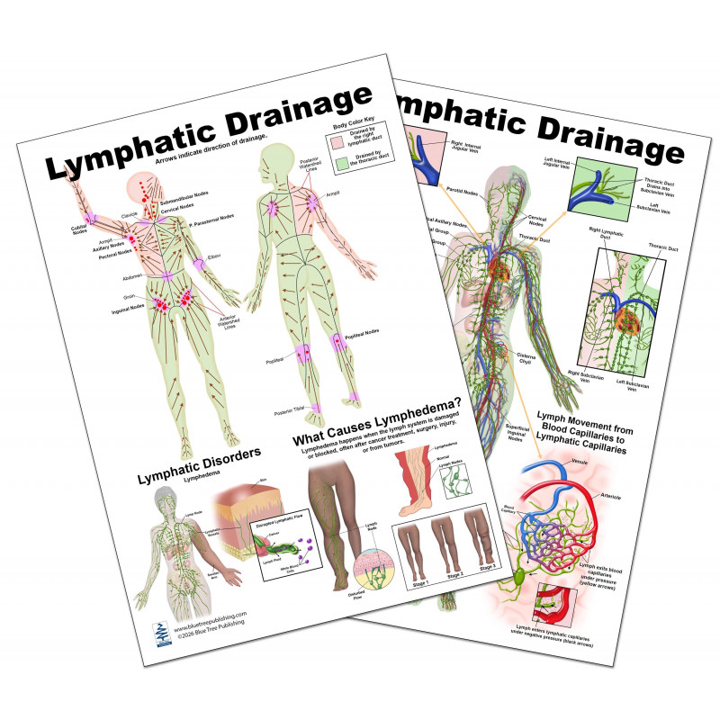 Lymphatic Drainage Anatomical Chart – Human Body Lymph Nodes, Vessels & Organs