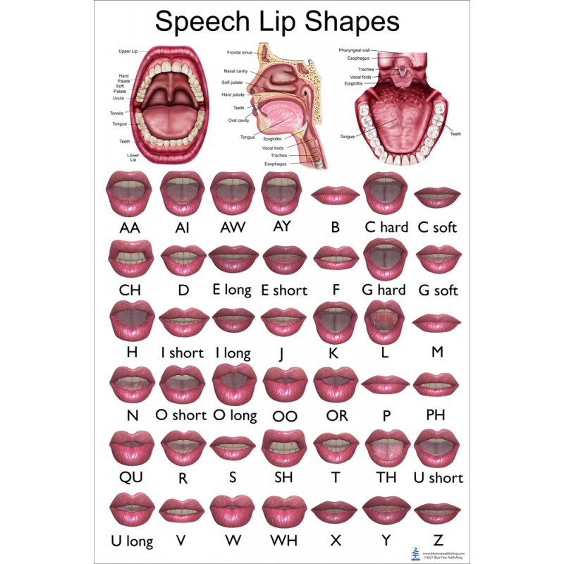 lip shape chart