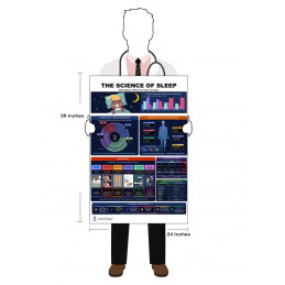 Detail/zones view
"Sleep Cycles, Disorders & Brain Waves — Detailed View"