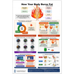How Your Body Burns Fat Poster — Metabolism, Hormones & Weight Loss Science