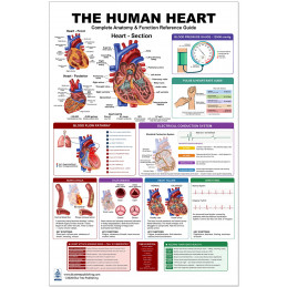 The Human Heart Anatomy Poster — Full View