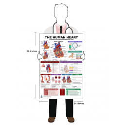 Heart Anatomy, Blood Flow & Electrical Conduction — Detailed View