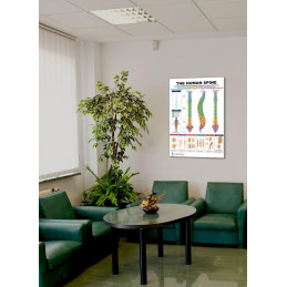 The Human Spine Poster Displayed in a Room Setting