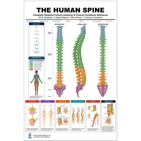 The Human Spine Anatomy Poster — Full View