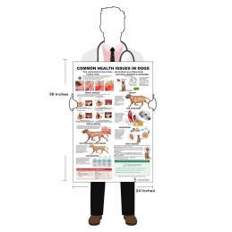 Common Health Issues in Dogs Poster — Veterinary Health Reference Guide