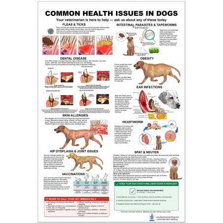 Common Health Issues in Dogs Poster — Full View