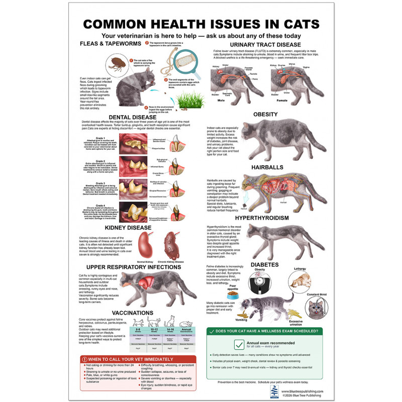 Common Health Issues in Cats Poster — Full View