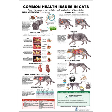 Common Health Issues in Cats Poster — Full View