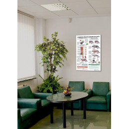 Common Health Issues in Cats Poster Displayed in a Room Setting