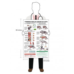 Common Health Issues in Cats Poster — Veterinary Health Reference Guide