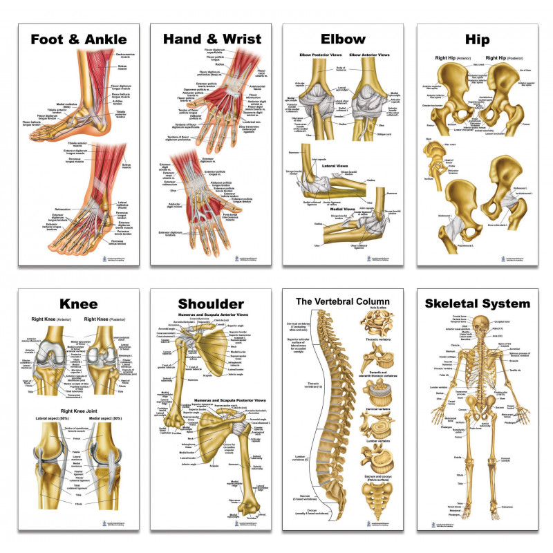 Skeleton Collection 8 Piece Set Small Poster