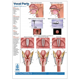 Vocal Parts Anatomical Chart