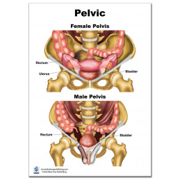 Pelvic Stretching Chart