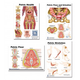 Pelvic anatomy 4 Chart set