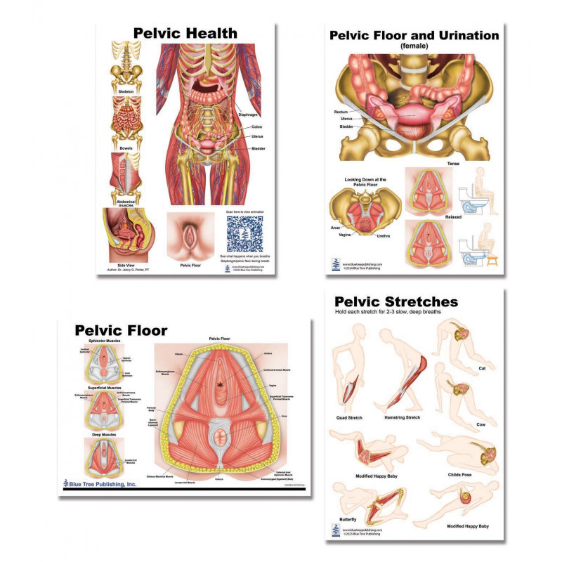 Pelvic anatomy 4 Chart set