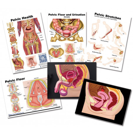 Pelvic anatomy 4 Chart set with Models