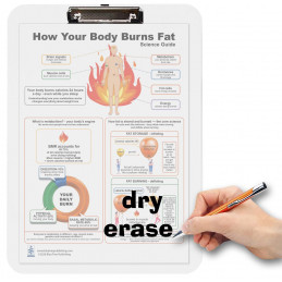 How Your Body Burns Fat — A4 Clipboard with Removable Double-Sided Educational Chart