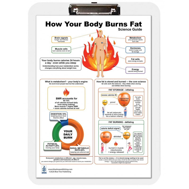 How Your Body Burns Fat — A4 Clipboard with Removable Double-Sided Educational Chart
