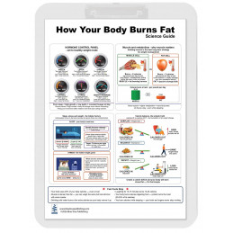 How Your Body Burns Fat — A4 Clipboard with Removable Double-Sided Educational Chart