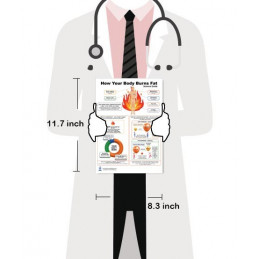 How Your Body Burns Fat — Laminated A4 Double-Sided Educational Chart