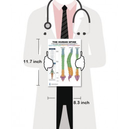 Spine Health Clipboard — A4 Clipboard with Removable Double-Sided Chart | Blue Tree Publishing