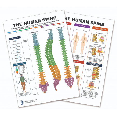 Spine Health Chart — Laminated Double-Sided A4 Reference Guide
