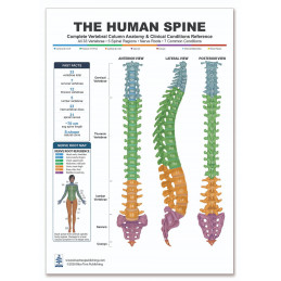 Spine Health Chart — Laminated Double-Sided A4 Reference Guide