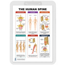 Spine Health Clipboard — Durable A4 Clipboard with Removable Double-Sided Chart