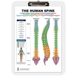 Spine Health Clipboard — Durable A4 Clipboard with Removable Double-Sided Chart