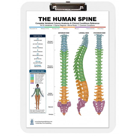 Spine Health Clipboard — Durable A4 Clipboard with Removable Double-Sided Chart