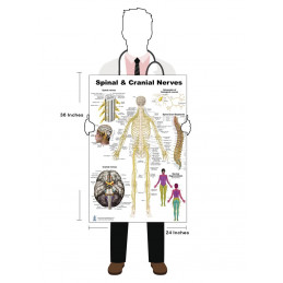 Spinal & Cranial Nerves Anatomy Poster — 24x36 Inch